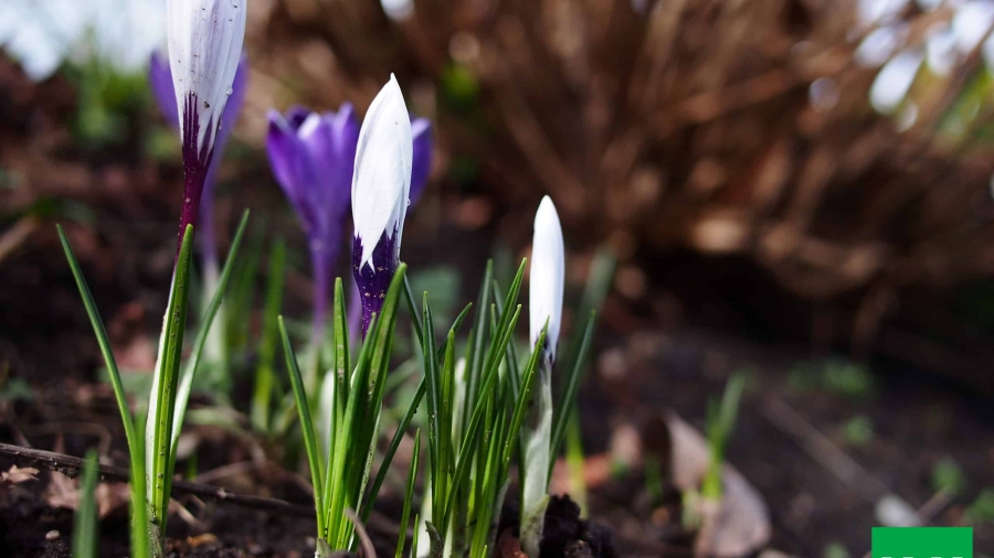 Health soils for planting