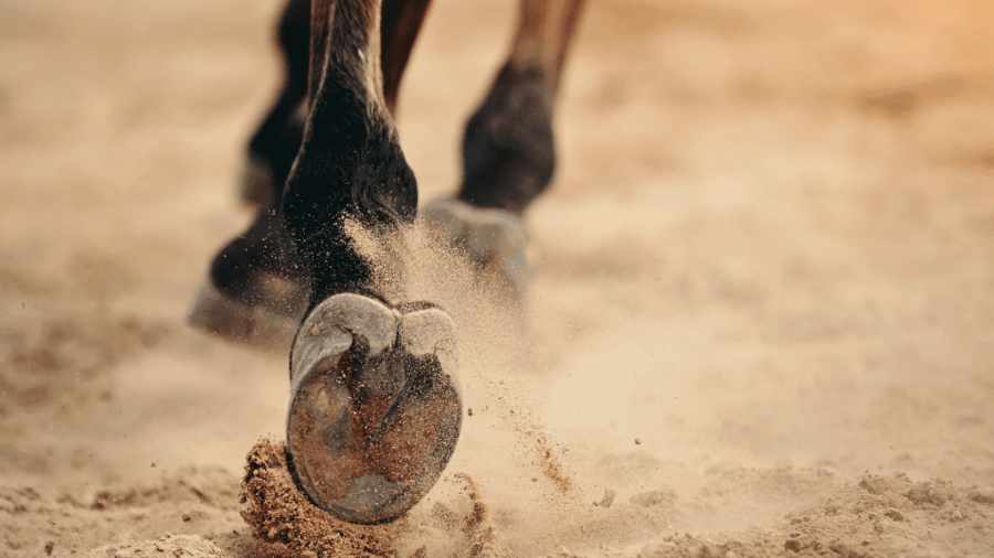 Horse Equestrian Arena